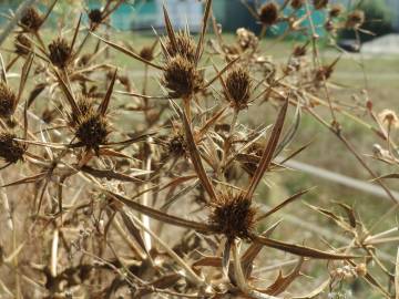 Fotografia da espécie Eryngium campestre