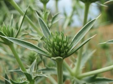 Fotografia da espécie Eryngium campestre