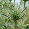 Fotografia 5 da espécie Eryngium campestre do Jardim Botânico UTAD