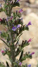 Fotografia da espécie Echium tuberculatum