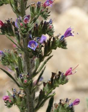 Fotografia 5 da espécie Echium tuberculatum no Jardim Botânico UTAD