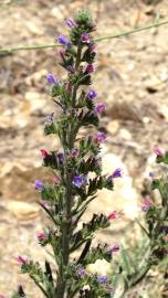 Fotografia da espécie Echium tuberculatum