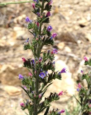 Fotografia 6 da espécie Echium tuberculatum no Jardim Botânico UTAD