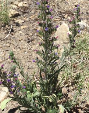 Fotografia 7 da espécie Echium tuberculatum no Jardim Botânico UTAD