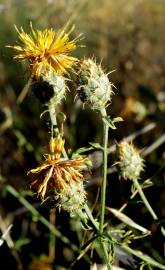 Fotografia da espécie Centaurea ornata