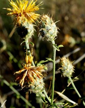 Fotografia 4 da espécie Centaurea ornata no Jardim Botânico UTAD