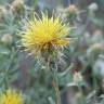 Fotografia 1 da espécie Centaurea ornata do Jardim Botânico UTAD