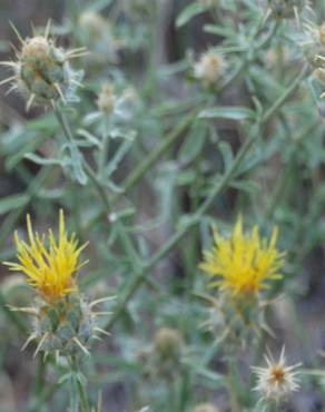 Fotografia 5 da espécie Centaurea ornata no Jardim Botânico UTAD