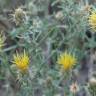 Fotografia 5 da espécie Centaurea ornata do Jardim Botânico UTAD