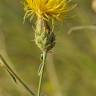 Fotografia 6 da espécie Centaurea ornata do Jardim Botânico UTAD