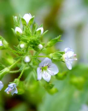 Fotografia 5 da espécie Veronica anagallis-aquatica subesp. anagallis-aquatica no Jardim Botânico UTAD