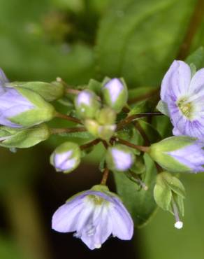 Fotografia 7 da espécie Veronica anagallis-aquatica subesp. anagallis-aquatica no Jardim Botânico UTAD