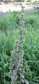 Fotografia da espécie Rumex pulcher subesp. woodsii