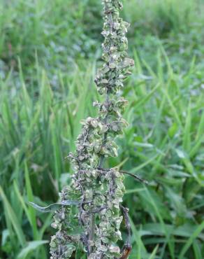 Fotografia 3 da espécie Rumex pulcher subesp. woodsii no Jardim Botânico UTAD