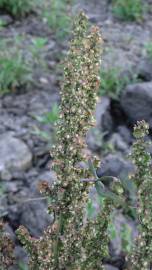 Fotografia da espécie Rumex pulcher subesp. woodsii