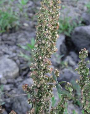 Fotografia 4 da espécie Rumex pulcher subesp. woodsii no Jardim Botânico UTAD