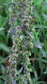 Fotografia da espécie Rumex pulcher subesp. woodsii