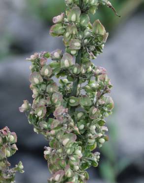 Fotografia 1 da espécie Rumex pulcher subesp. woodsii no Jardim Botânico UTAD