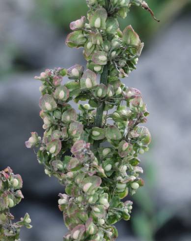 Fotografia de capa Rumex pulcher subesp. woodsii - do Jardim Botânico