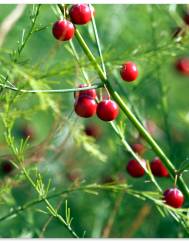 Asparagus officinalis subesp. officinalis