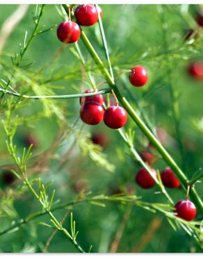 Fotografia 1 da espécie Asparagus officinalis subesp. officinalis no Jardim Botânico UTAD