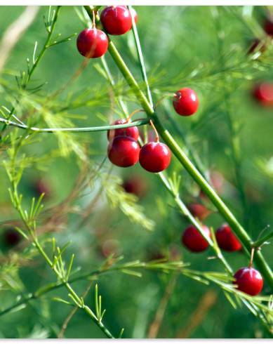 Fotografia de capa Asparagus officinalis subesp. officinalis - do Jardim Botânico