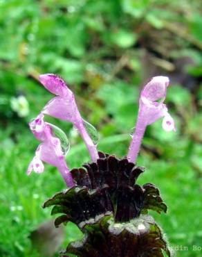 Fotografia 3 da espécie Lamium amplexicaule no Jardim Botânico UTAD