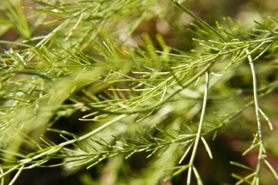 Fotografia da espécie Asparagus officinalis subesp. officinalis