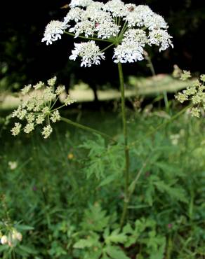 Fotografia 3 da espécie Chaerophyllum aureum no Jardim Botânico UTAD