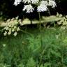 Fotografia 3 da espécie Chaerophyllum aureum do Jardim Botânico UTAD