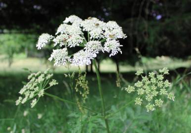 Fotografia da espécie Chaerophyllum aureum