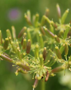 Fotografia 5 da espécie Chaerophyllum aureum no Jardim Botânico UTAD