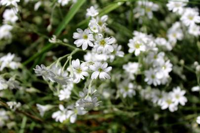 Fotografia da espécie Cerastium tomentosum