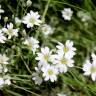 Fotografia 1 da espécie Cerastium tomentosum do Jardim Botânico UTAD