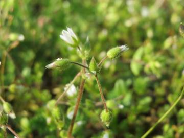 Fotografia da espécie Cerastium semidecandrum