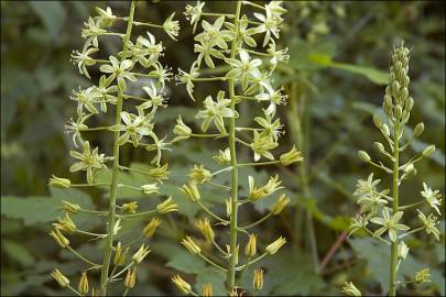 Fotografia da espécie Ornithogalum pyrenaicum subesp. pyrenaicum