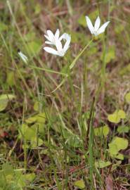 Fotografia da espécie Ornithogalum umbellatum