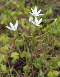 Fotografia da espécie Ornithogalum umbellatum