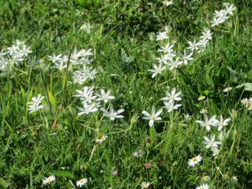 Fotografia da espécie Ornithogalum umbellatum