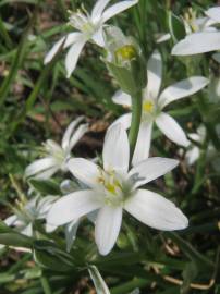 Fotografia da espécie Ornithogalum umbellatum