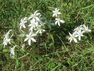 Fotografia da espécie Ornithogalum umbellatum