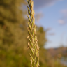 Fotografia 1 da espécie Elymus repens subesp. repens do Jardim Botânico UTAD