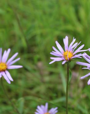 Fotografia 3 da espécie Aster alpinus no Jardim Botânico UTAD