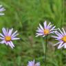 Fotografia 3 da espécie Aster alpinus do Jardim Botânico UTAD