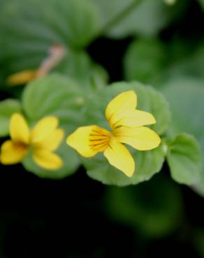 Fotografia 4 da espécie Viola biflora no Jardim Botânico UTAD