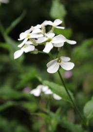 Fotografia da espécie Arabidopsis cebennesis