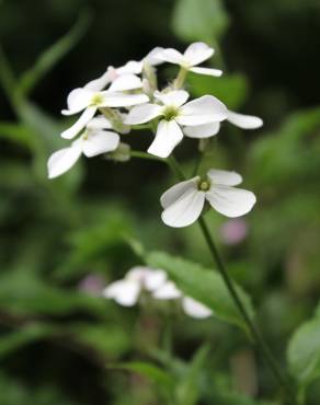 Fotografia 1 da espécie Arabidopsis cebennesis no Jardim Botânico UTAD