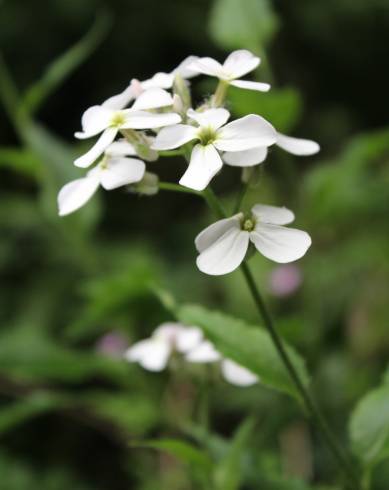 Fotografia de capa Arabidopsis cebennesis - do Jardim Botânico