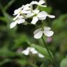 Fotografia 1 da espécie Arabidopsis cebennesis do Jardim Botânico UTAD