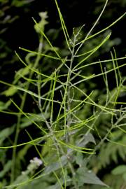 Fotografia da espécie Arabidopsis cebennesis